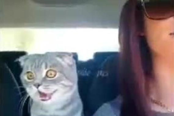 视频：第一次坐车的猫星人！表情亮了