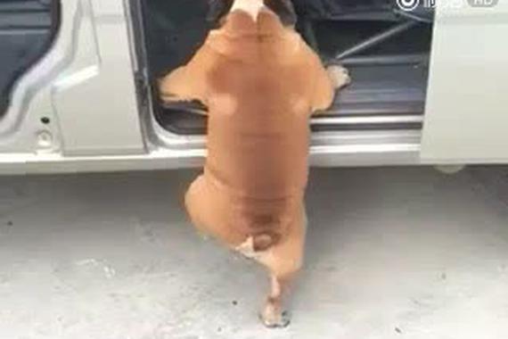 视频：汪星人坐惯跑车，换成五菱不习惯