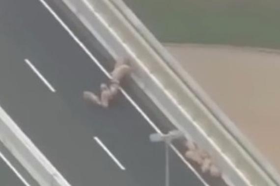 日本19头猪在高速逃跑 走着走着睡着了