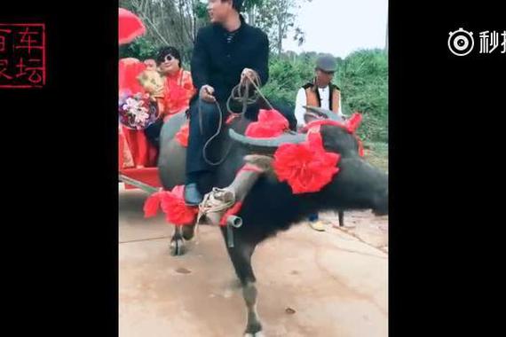 视频：好气派！婚车竟是100辆牛车