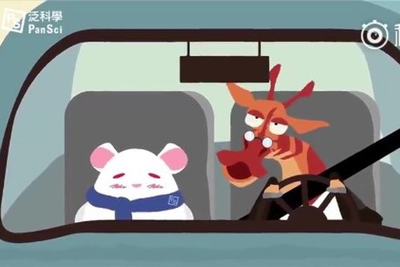 视频：安全带的正确使用方法！