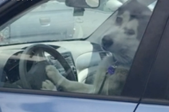 视频：服气！一本正经的司机汪