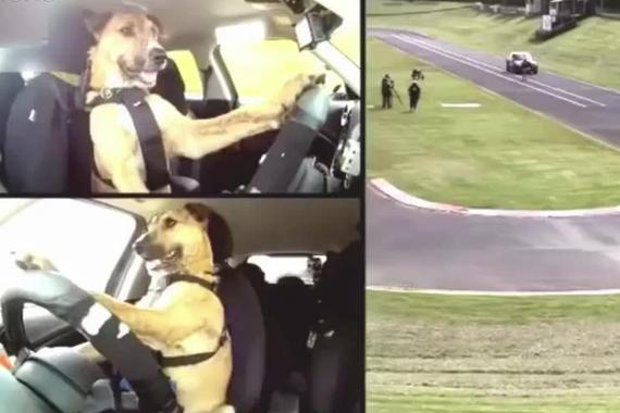 视频：你敢和狗狗比一比车技吗？