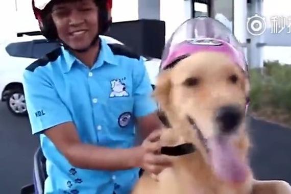 视频：别人家的汪星人！真是老司机啊