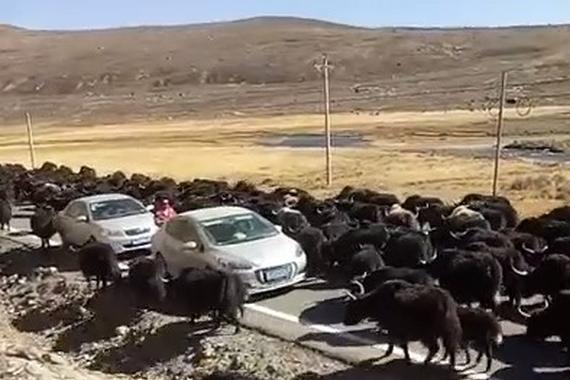 视频：马路上的不速之客！司机吓得不敢妄动