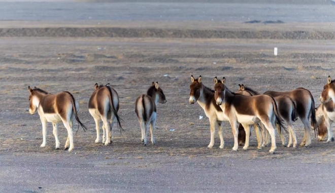 以越野实力守护一方净土 BJ40可可西里守望者联盟成立