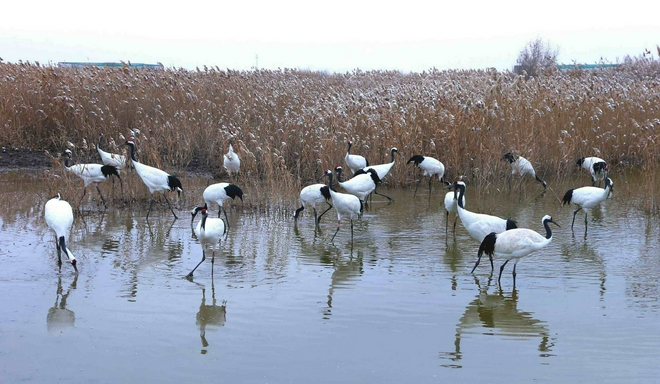 助力生物多样性保护 宝马发布“BMW美丽家园行动”