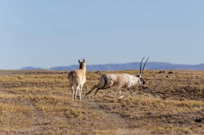 以越野实力守护一方净土 BJ40可可西里守望者联盟成立