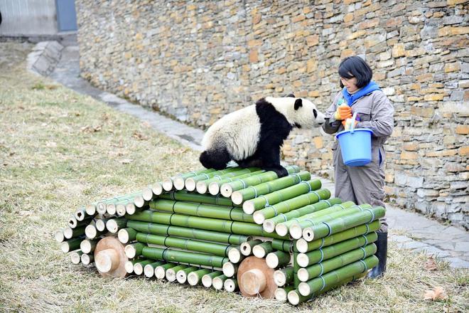 在精心布置的熊猫宝来之家，一汽-大众认养的“熊猫宝来”正式与大家见面