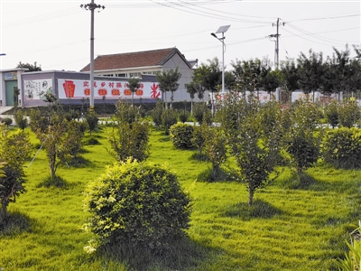 东赵各庄镇牛道口村，绿草茵茵，经过环境综合整治“百日会战”，面貌焕然一新