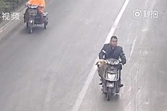 走失金毛主动搭便车，好心人直呼养不起