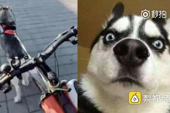 主人让二哈拉车，结果它带着车私奔了