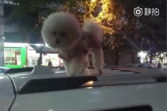 小狗被放车顶“圈养” 主人：丢餐馆怕扰客