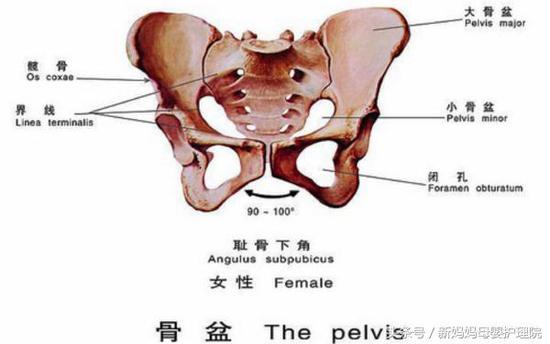 屁股大的女人好生养到底对不对