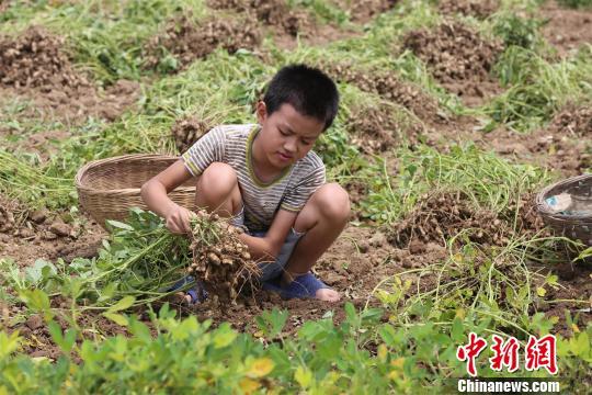 莫钧贤抖落花生上裹着的泥土 杨东 摄