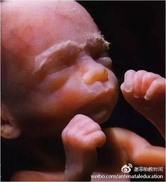 1) 触觉(包括接受触碰和主动触摸)是最早发育的感觉。