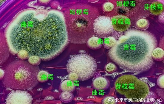 一、 真菌毒素是什么?