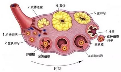 超声监测排卵的时间如何选择？