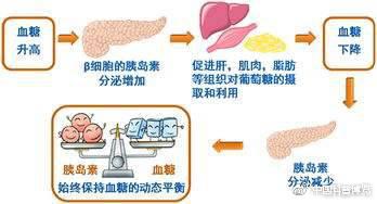 糖尿病与胰岛素(图片来自网络)