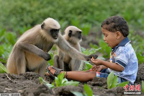 印度2岁男童与猴群成好友 围坐一起相处融洽