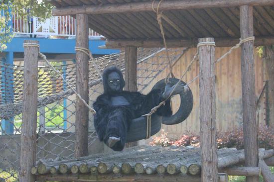 动物园的“假猩猩”