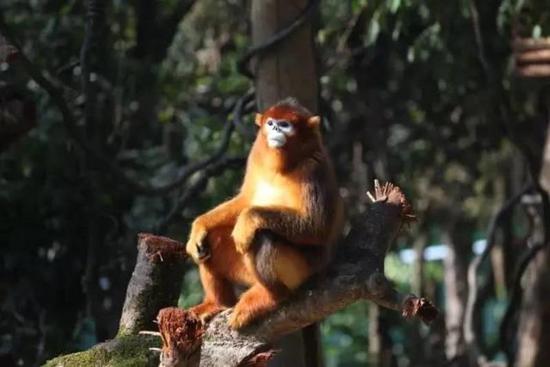 被誉为“猴中最美”的川金丝猴