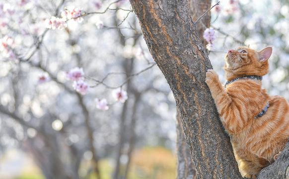 春光正好 赏花才是正经事