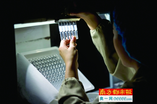 一家制药公司工作人员在灯检间检查生产出来的乙肝疫苗并剔除瑕疵产品。