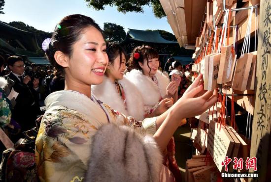 资料图:日本的导游小姐们在东京提前庆祝“成人节”,她们身着和服在日本明治神宫内举行庆祝仪式。