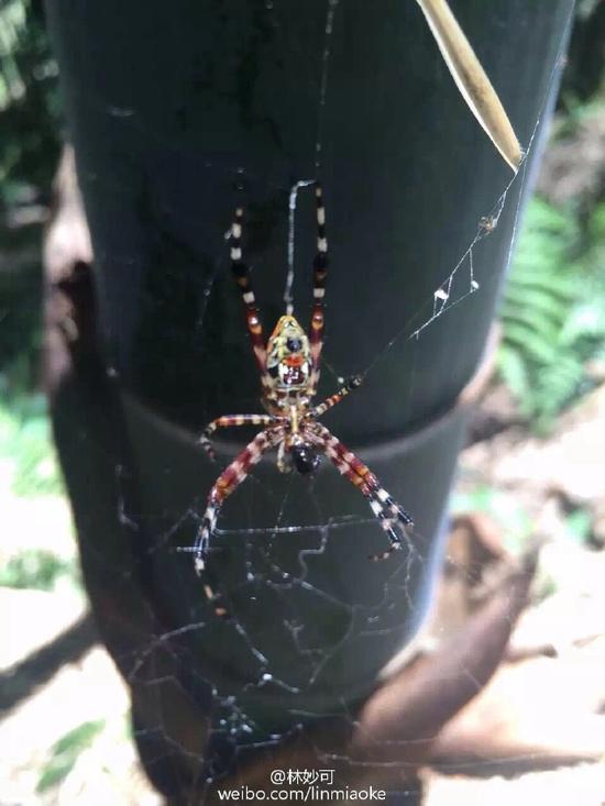 竹林里的毒虫