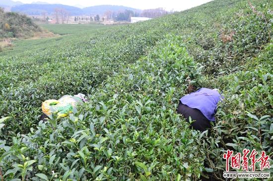 “童工”杨某朋65岁的老奶奶在茶树丛间寻找和挖掘虫草。中国青年报·中青在线记者 田文生/摄