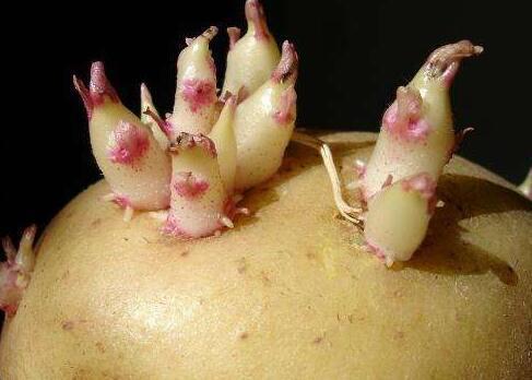 揭秘:孕妇常吃土豆胎儿会畸形?|土豆|孕妇|畸形