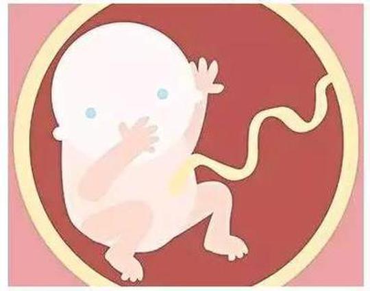 三次胎停育 不是孕酮低 而是精子先生的 恶作剧