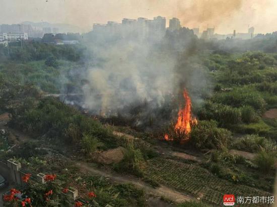 黉舍用地闲置成菜地
