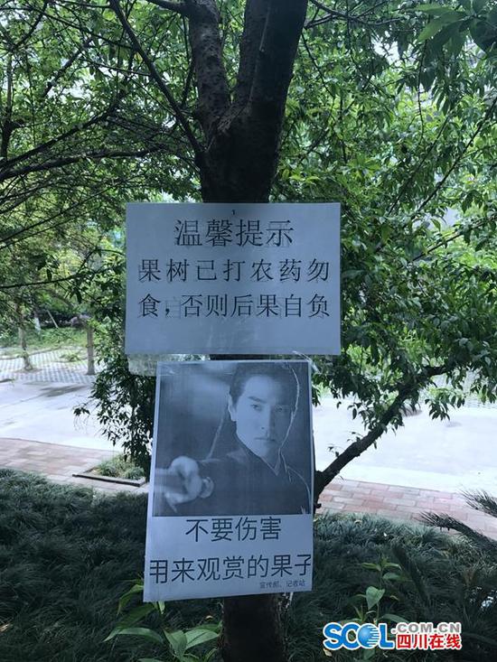 为防学生摘不雅子挂搞笑标语