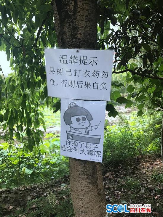 为防学生摘不雅子挂搞笑标语