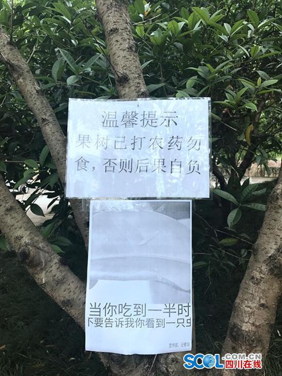 为防学生摘果子挂搞笑标语