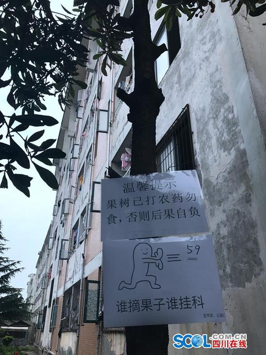 为防学生摘果子挂搞笑标语