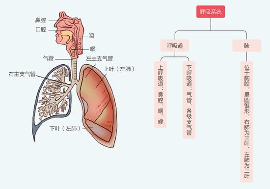 人体呼吸系统的组成