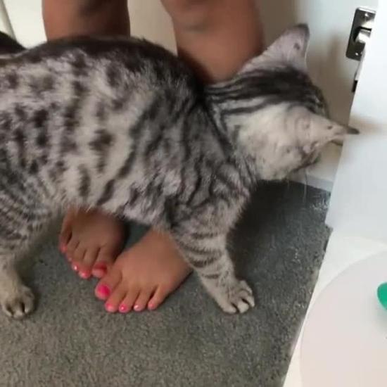 张柏芝给猫喂药不测发明儿子涂粉红甲油