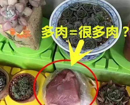 多肉=很多肉?
