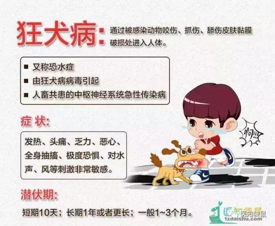 狂犬病目前尚无有效的临床治疗方法,人一旦发病,死亡率达100%。但万幸的是,狂犬病目前是完全可以预防的。前提是: