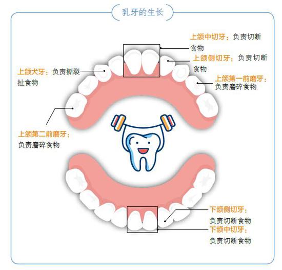 第四招:帮宝宝正确洁牙|清洁牙齿|牙齿|刷牙_新浪育儿