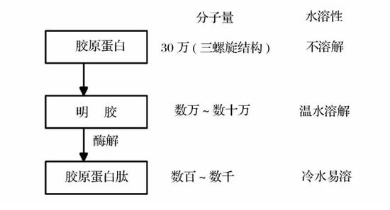 胶原蛋白,该吃,还是不该吃?怎么吃才有效?|胶原