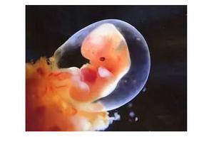 宝宝在子宫内为何不长了？警惕胎停育八大“隐形杀手”