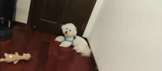 王女士家宠物犬被咬前