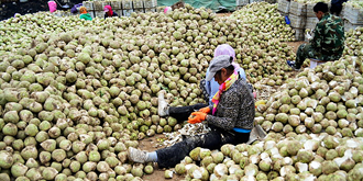 酱菜厂芥菜疙瘩堆积如山