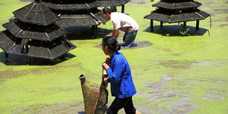 古侗寨“抢鱼塘”超有趣