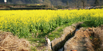 田野间的油菜花海