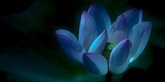 荷塘写意 荷塘写意